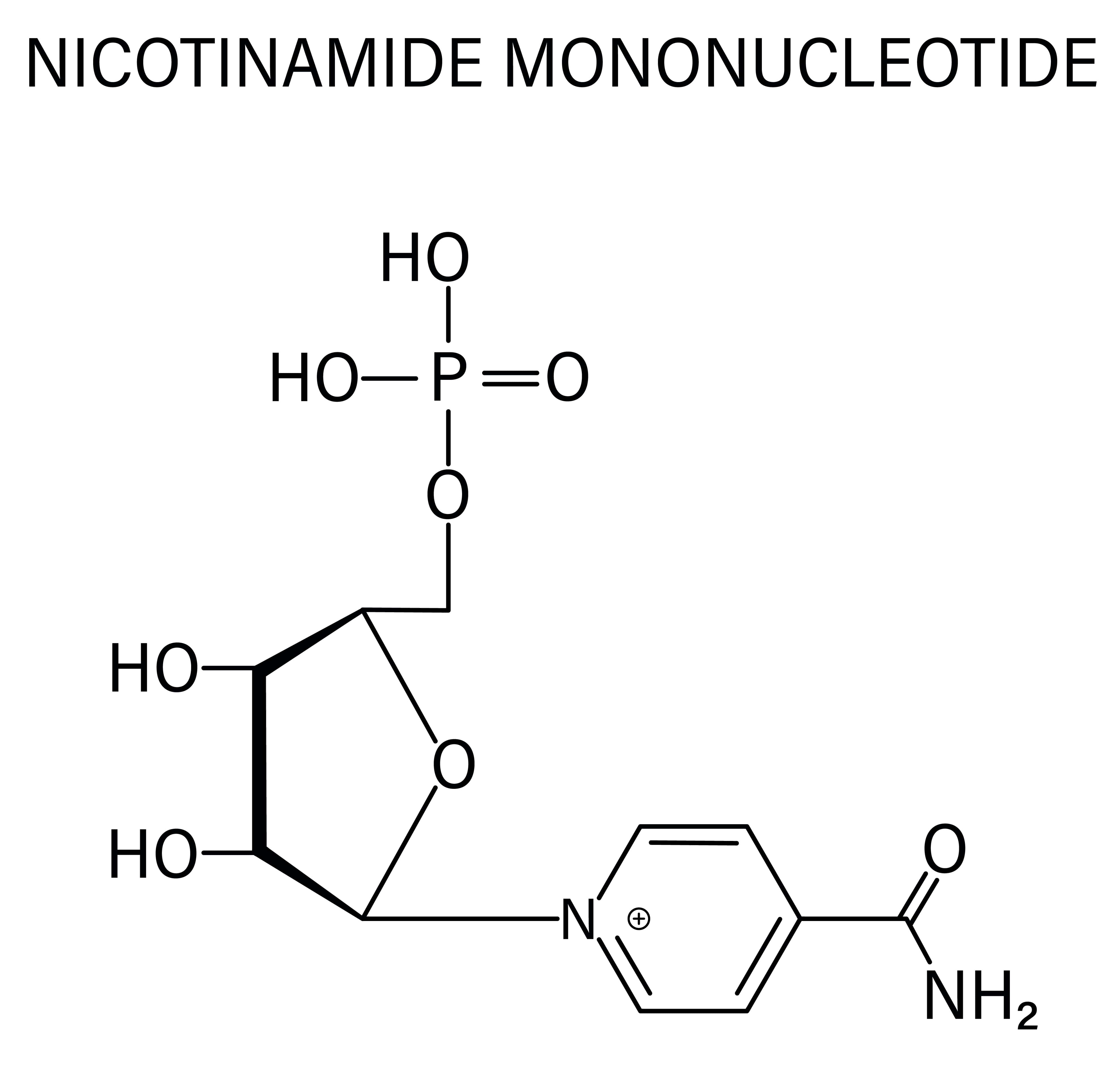 Entdecke Nicotinamid-Mononukleotid (NMN) auf crown.bayern